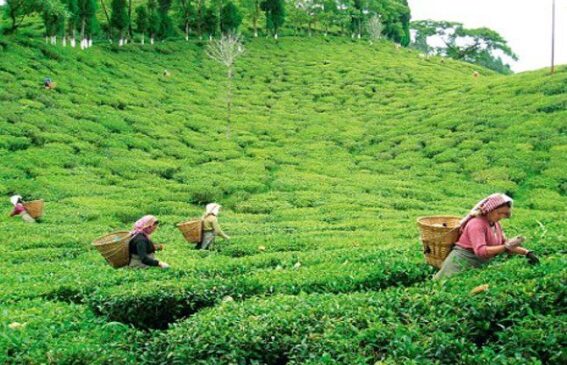 tea-garden-1451987596_835x547