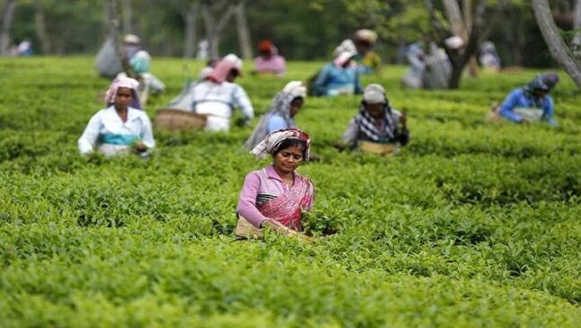 tea-estate-workers
