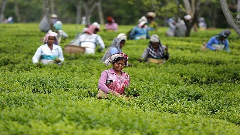 tea-estate-workers