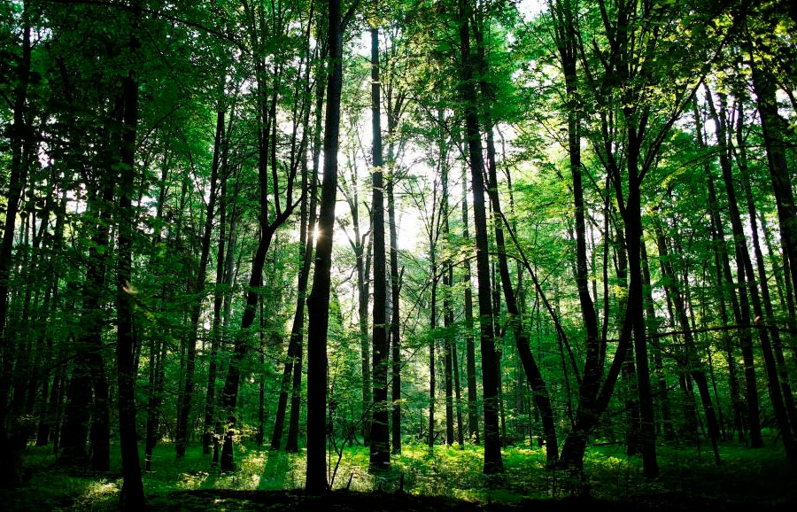 Forest-Jungle-Reuters-Image