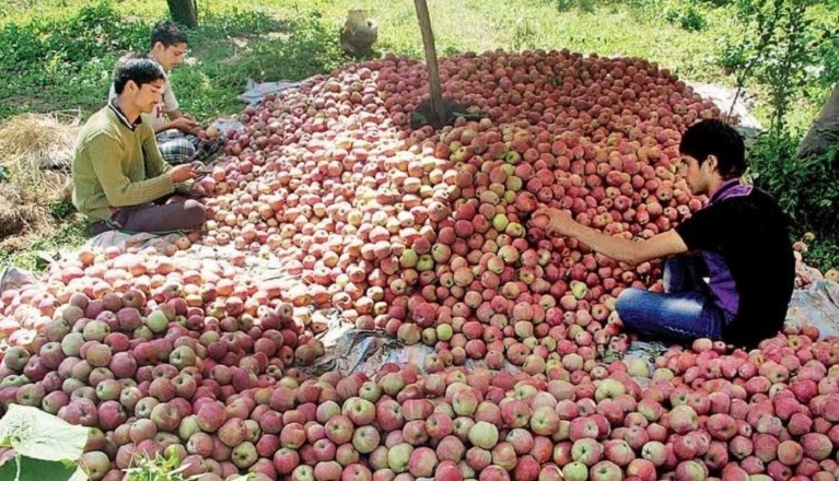 apple_himachal