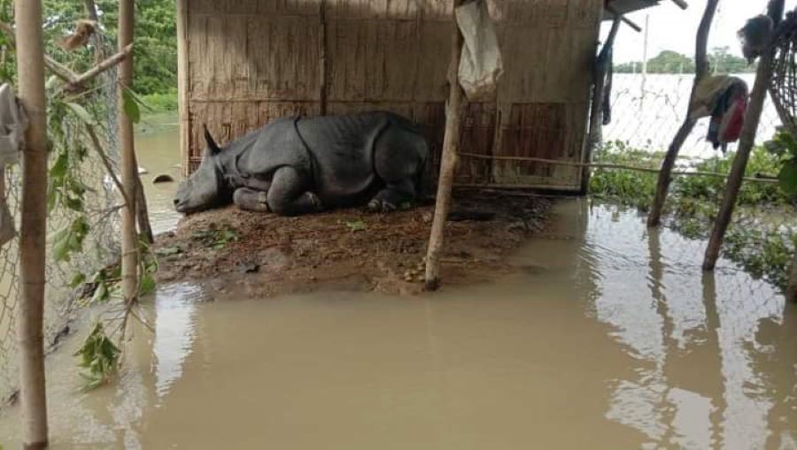 assam-floods-rhino-twitter