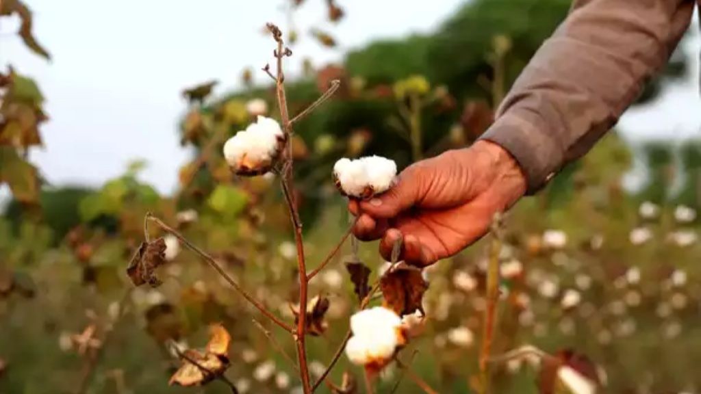 Cotton-farm-Maharashtra-gov